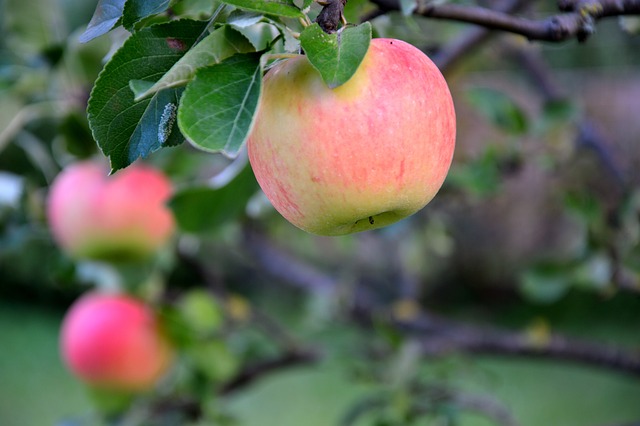Apples: Nutritional Benefits and Health Impacts