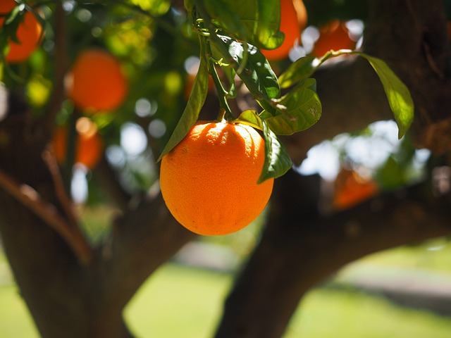 Oranges: Nutritional Benefits and Health Impacts